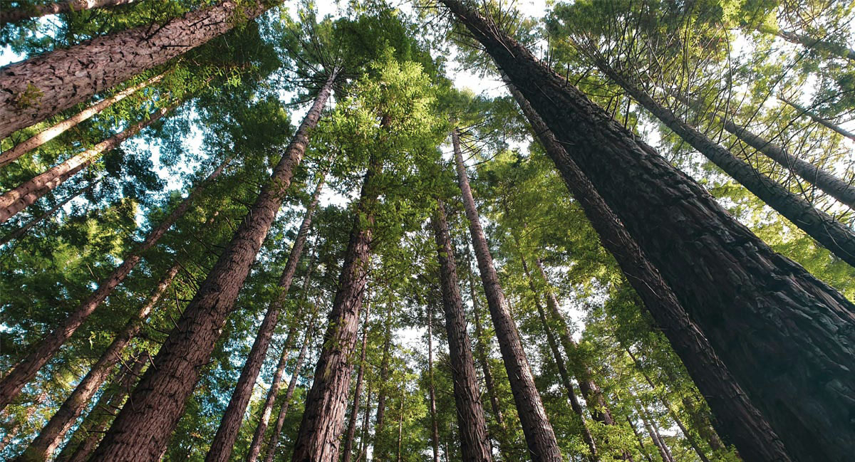 Trees - FSC